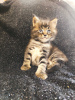 Photo №1. maine coon - for sale in the city of Kharkov | 1200$ | Announcement № 10263