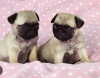 Photo №1. pug - for sale in the city of Stockholm | negotiated | Announcement № 96323