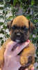 Photo №2 to announcement № 92663 for the sale of boxer - buy in United States breeder