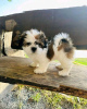 Photo №1. shih tzu - for sale in the city of Штутгарт | negotiated | Announcement № 124946