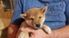 Photo №2 to announcement № 89575 for the sale of shiba inu - buy in Sweden private announcement