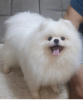 Additional photos: Pomeranian Spitz puppies