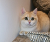 Photo №1. british shorthair - for sale in the city of Dubai | 124$ | Announcement № 106678