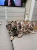 Photo №1. french bulldog - for sale in the city of Helsinki | 740$ | Announcement № 80048