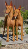 Additional photos: Pharaoh Hound Puppy Girl