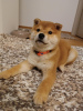 Photo №1. shiba inu - for sale in the city of Belgrade | negotiated | Announcement № 126772