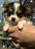 Photo №1. chihuahua - for sale in the city of Novosibirsk | 341$ | Announcement № 8736