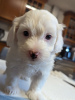 Photo №2 to announcement № 93432 for the sale of maltese dog - buy in United States private announcement