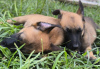 Photo №1. belgian shepherd - for sale in the city of Belgrade | negotiated | Announcement № 110341