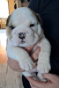 Photo №3. English bulldog fci. Poland