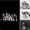 Photo №1. boston terrier - for sale in the city of Hadera | 2500$ | Announcement № 39864