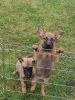 Photo №1. belgian shepherd - for sale in the city of Edinburgh | negotiated | Announcement № 124707