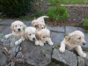 Photo №3. Pedigree Golden Retriever Puppies Whatsapp..... 316887104240. Netherlands
