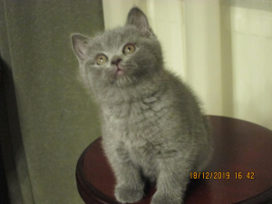 Photo №1. british shorthair - for sale in the city of St. Petersburg | 242$ | Announcement № 4433