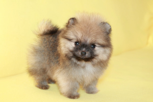 Photo №2 to announcement № 5323 for the sale of pomeranian - buy in Ukraine from nursery, breeder