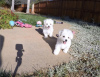 Photo №2 to announcement № 8750 for the sale of maltese dog - buy in Switzerland private announcement