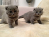 Photo №1. british shorthair - for sale in the city of Дармштадт | Is free | Announcement № 99042