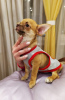 Photo №1. chihuahua - for sale in the city of Москва | 586$ | Announcement № 81792