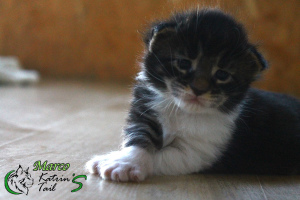 Photo №4. I will sell maine coon in the city of St. Petersburg. private announcement, from nursery, breeder - price - 647$
