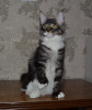 Additional photos: Maine Coon Polydactyl