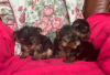 Photo №2 to announcement № 80675 for the sale of beaver yorkshire terrier - buy in Germany private announcement