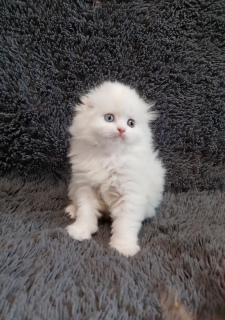 Photo №2 to announcement № 6364 for the sale of scottish fold - buy in Russian Federation private announcement