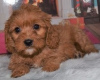 Photo №1. labradoodle - for sale in the city of Derendingen | 332$ | Announcement № 18768