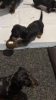 Photo №1. dachshund - for sale in the city of Амстердам | 423$ | Announcement № 96589
