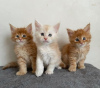 Photo №1. maine coon - for sale in the city of Vienna | 264$ | Announcement № 117016