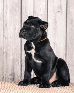 Photo №1. cane corso - for sale in the city of Moscow | 783$ | Announcement № 3946