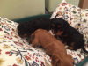 Additional photos: Cavalier King Charles Spaniel Puppies.