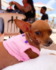 Photo №2 to announcement № 99083 for the sale of miniature pinscher - buy in United States private announcement, breeder