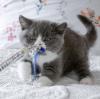 Photo №1. british shorthair - for sale in the city of Berlin | 317$ | Announcement № 101718