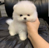 Photo №2 to announcement № 11031 for the sale of pomeranian - buy in Swaziland private announcement
