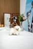 Photo №2 to announcement № 102145 for the sale of pomeranian - buy in Israel breeder