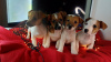 Photo №3. Jack Russell Terrier puppies. Ukraine