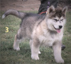 Photo №3. Alaskan malamute puppies. Poland