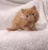 Photo №1. persian cat - for sale in the city of Франкфурт-на-Майне | 211$ | Announcement № 96583