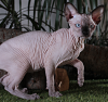 Photo №2 to announcement № 17602 for the sale of sphynx-katze - buy in Ukraine from nursery, breeder