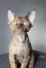 Photo №2 to announcement № 75370 for the sale of devon rex - buy in Belarus breeder