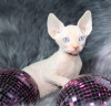 Photo №2 to announcement № 64743 for the sale of sphynx cat - buy in Russian Federation breeder