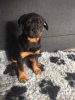 Photo №3. Rottweiler puppies. Germany