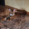 Photo №1. bengal cat - for sale in the city of Москва | 1800$ | Announcement № 10036
