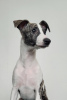 Additional photos: Whippet Puppies