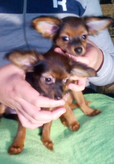 Additional photos: Puppies of the toy terrier long / w -sale!