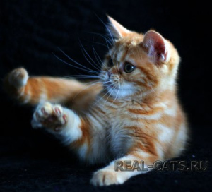 Photo №3. Scottish cat. Belarus