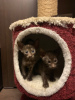 Photo №4. I will sell oriental shorthair in the city of Lipetsk.  - price - 204$
