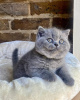 Photo №1. british shorthair - for sale in the city of Антверпен | Is free | Announcement № 116703