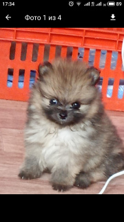 Photo №1. german spitz - for sale in the city of Tver | 242$ | Announcement № 4452