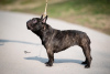 Additional photos: French bulldog for sale, female